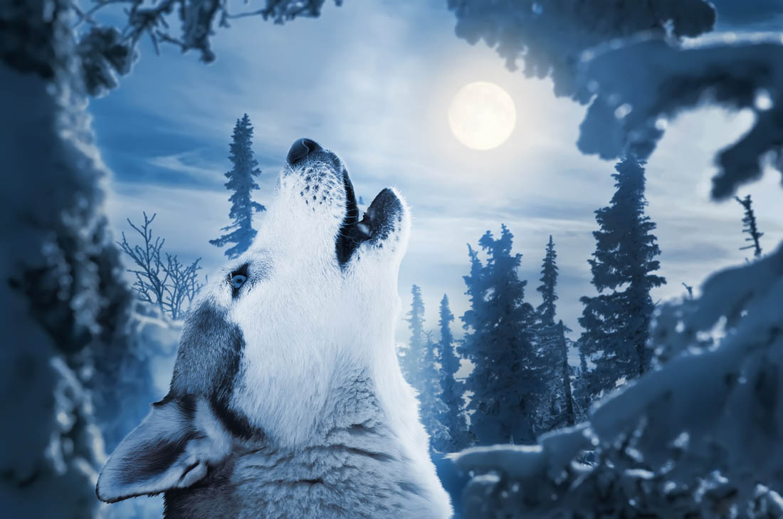 雪山深处的狼，无人能敌