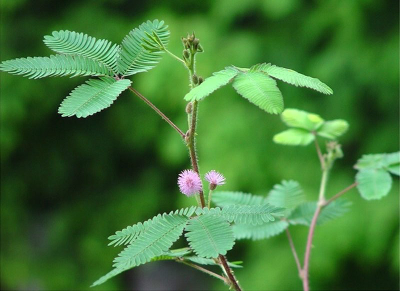 神奇的含羞草：人类探秘第2季第19集