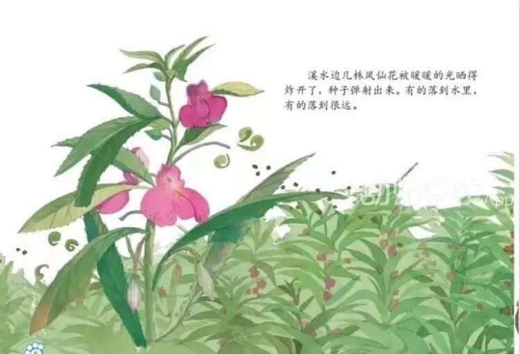 风种子在哪里收集_收集种子的方法有哪些_种子收集方法