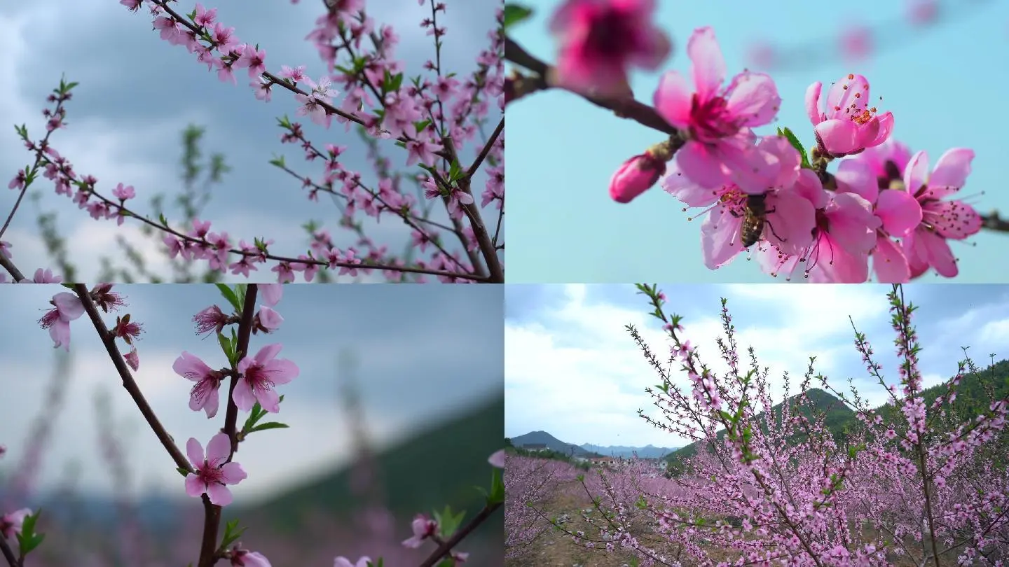 版视频高清桃花免费下载_桃花族手机版之精品视频_桃花视频免费版高清版