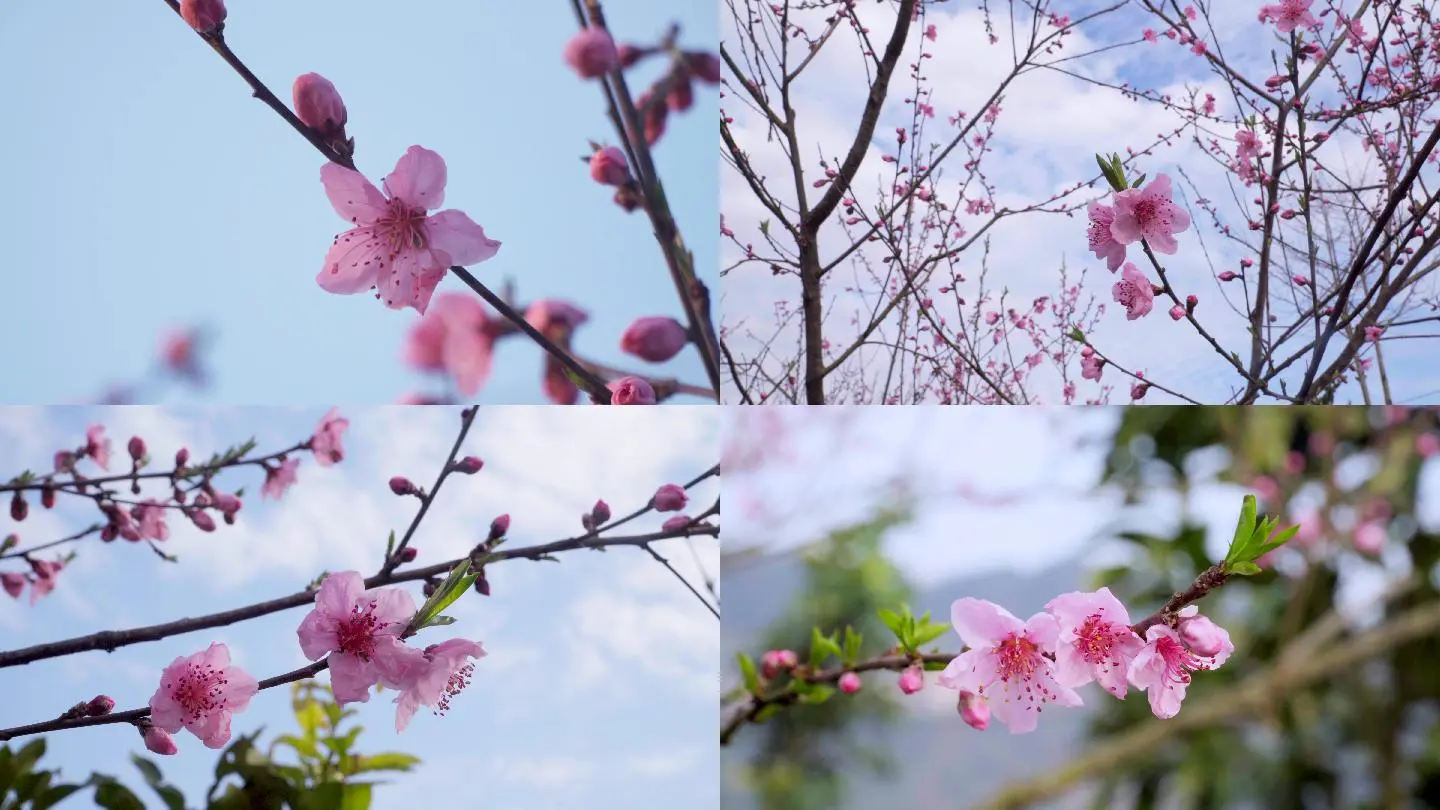 桃花视频免费版高清版_桃花族手机版之精品视频_版视频高清桃花免费下载