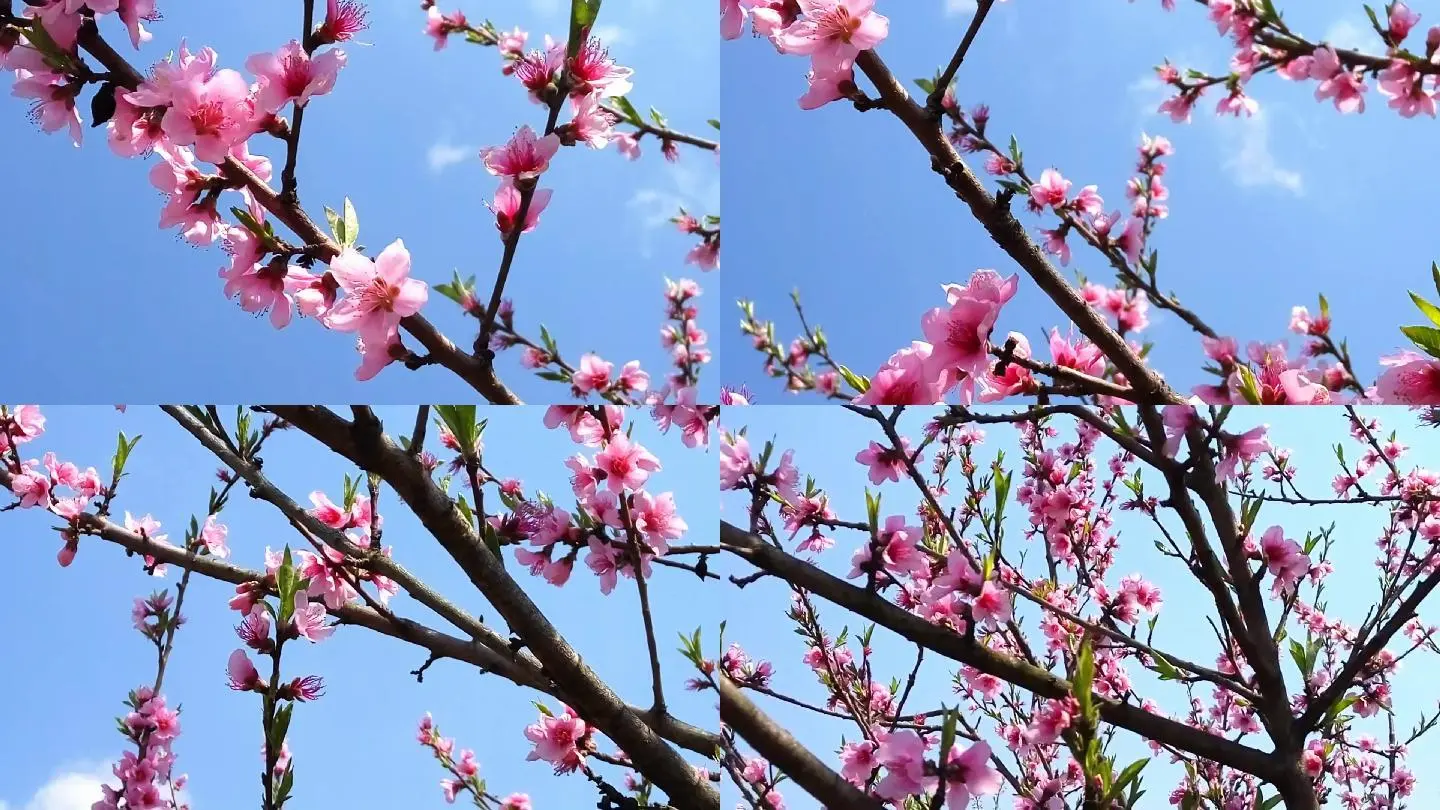 桃花族手机版之精品视频_桃花视频免费版高清版_版视频高清桃花免费下载