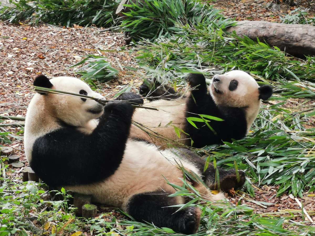 顽皮熊猫进化_熊猫进化顽皮图片_玩皮熊猫进化