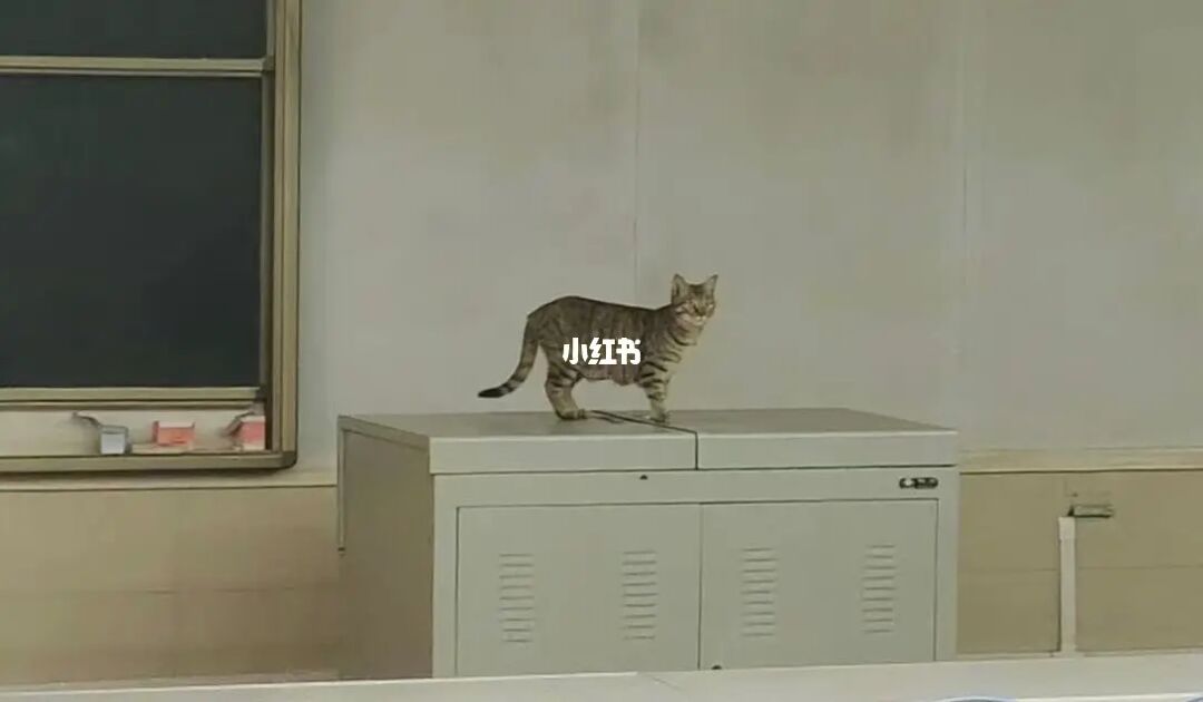 猫语翻译器_猫语翻译器_猫语翻译器