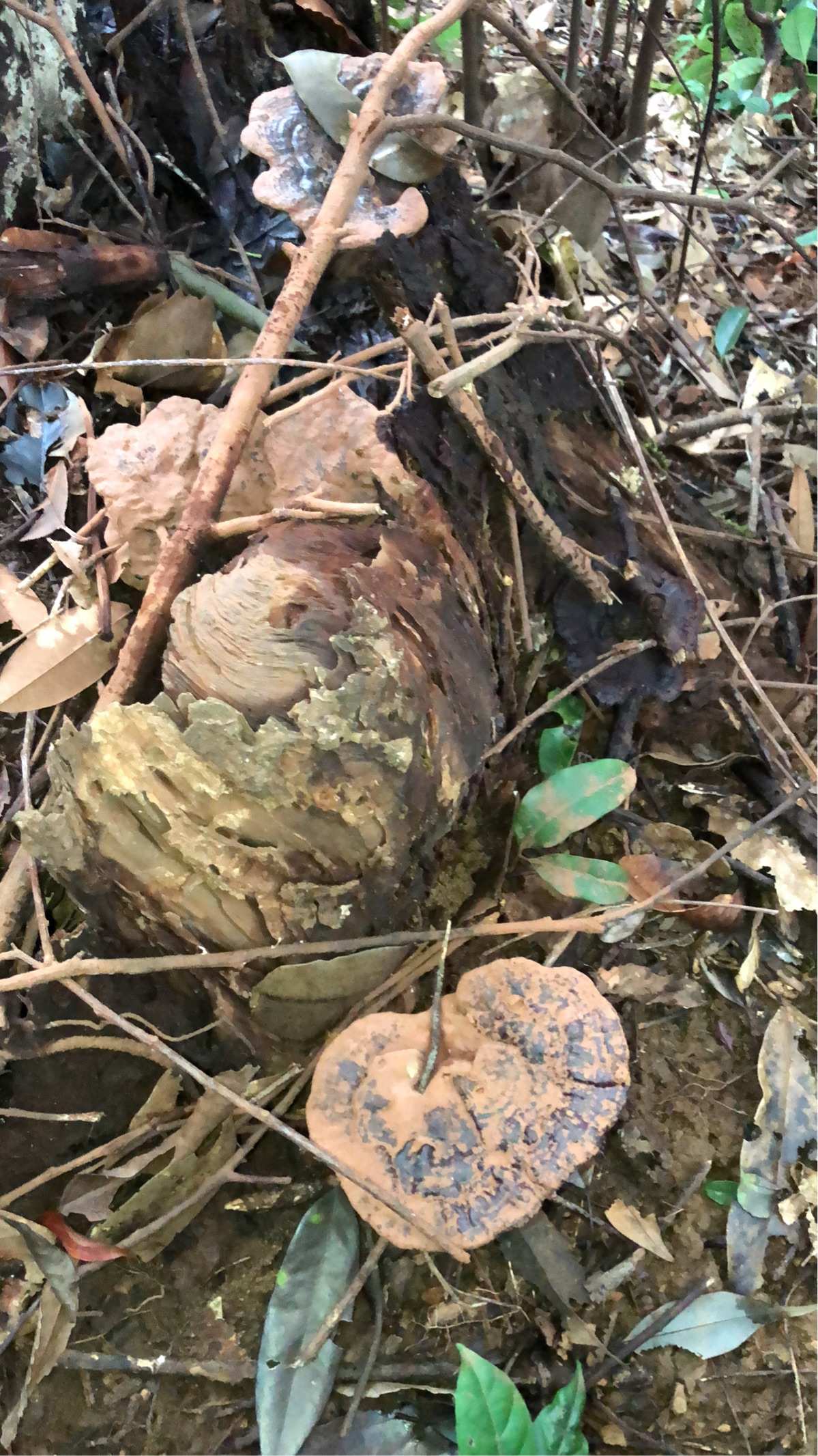 海灵芝在地图的位置_灵芝地理位置_原神海灵芝分布图