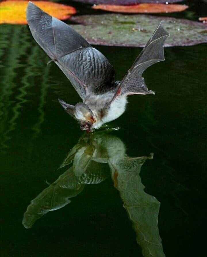 神秘翅膀：黑暗中的心蝙蝠