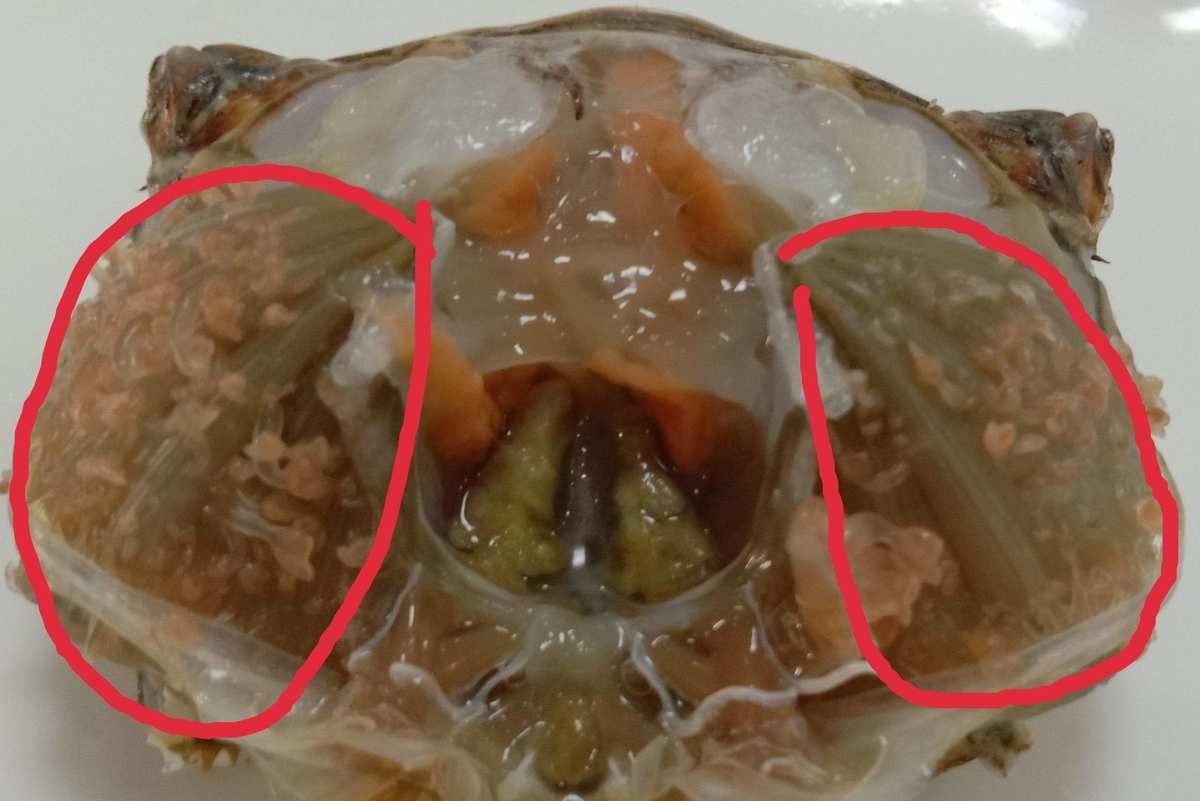 螃蟹鳃长在哪个部位_螃蟹鳃长在那里_螃蟹的鳃长在哪里?