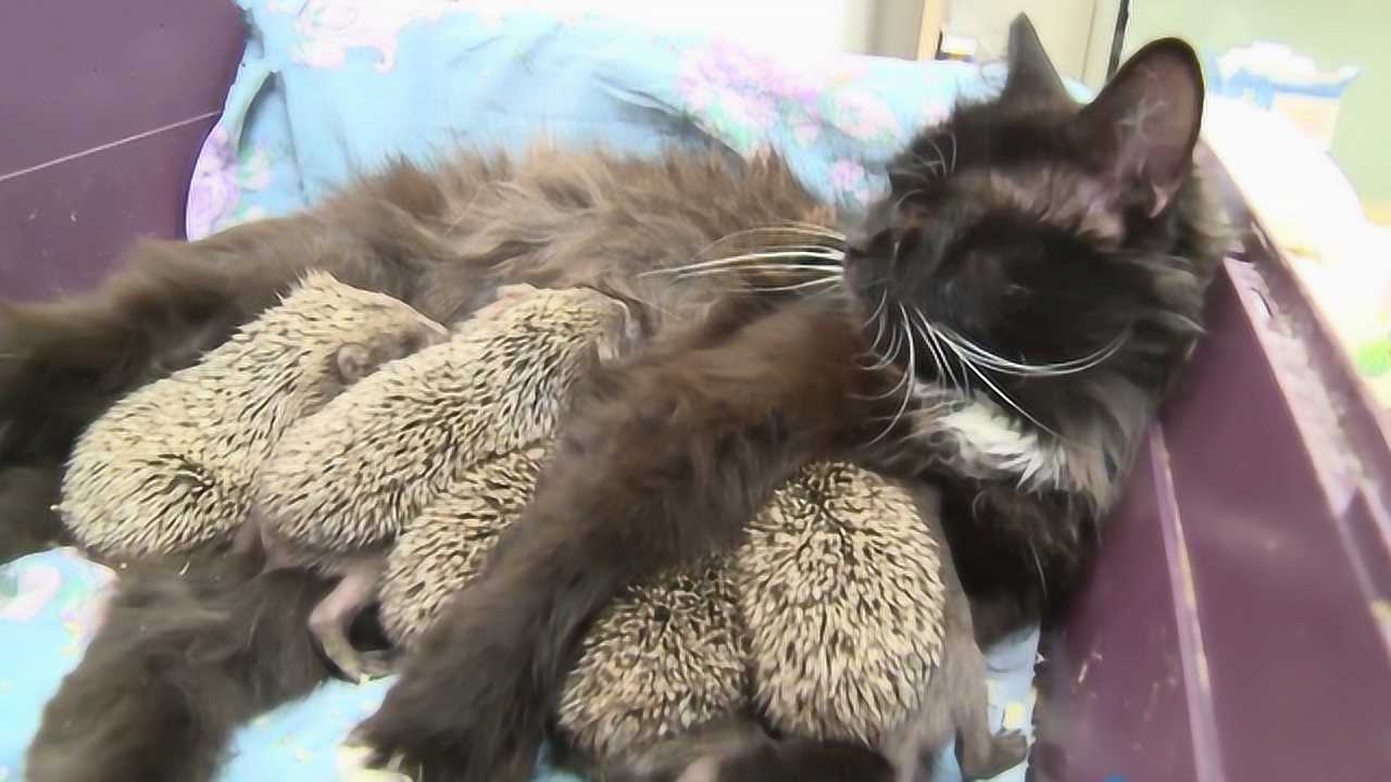 刺猬猫下载的小说储存在哪_刺猬猫下载_刺猬猫下载小说能导出吗
