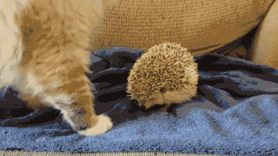 刺猬猫下载小说能导出吗_刺猬猫下载的小说储存在哪_刺猬猫下载