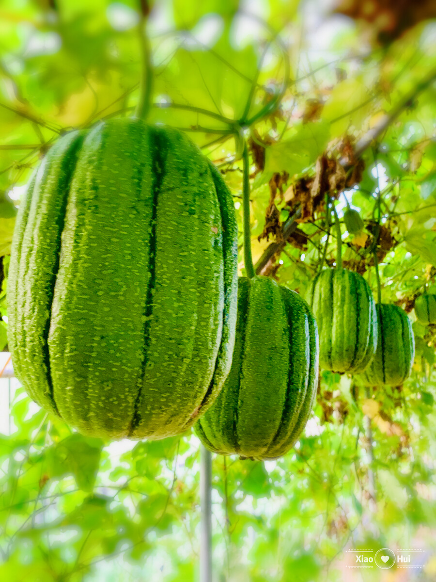 丝瓜视频苹果_丝瓜祛斑视频教程_丝瓜的种植管理视频