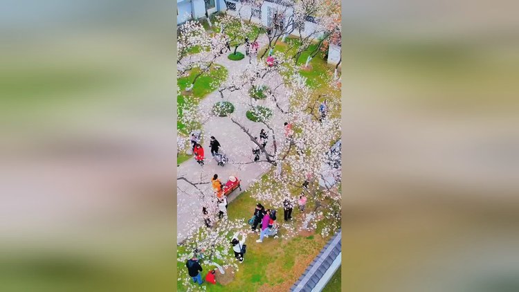 直播樱花视频在线播放_樱花直播视频软件_樱花直播视频直播