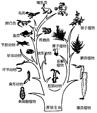 进化2_进化进化达尔文背后的战争_进化之夏