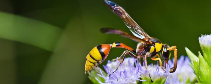 大针蜂种族值-非常特别的昆虫mdashmdash大针蜂