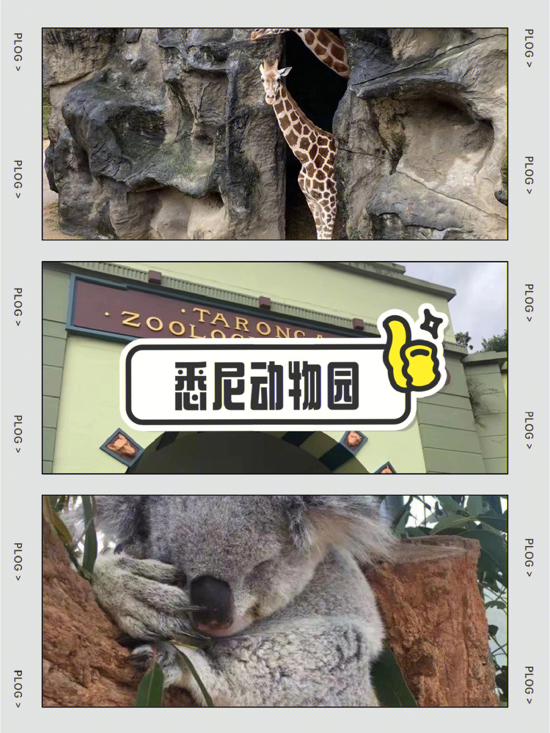 动物园建造下载安装_手机版建筑动物园游戏下载_下载动物园建造