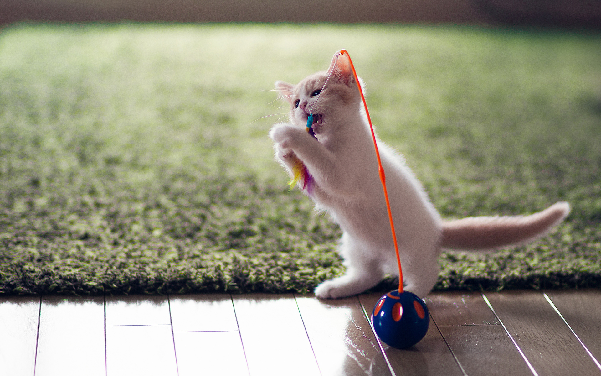 手机里的小猫游戏游戏_游戏小猫手机里怎么玩_小猫游戏在哪