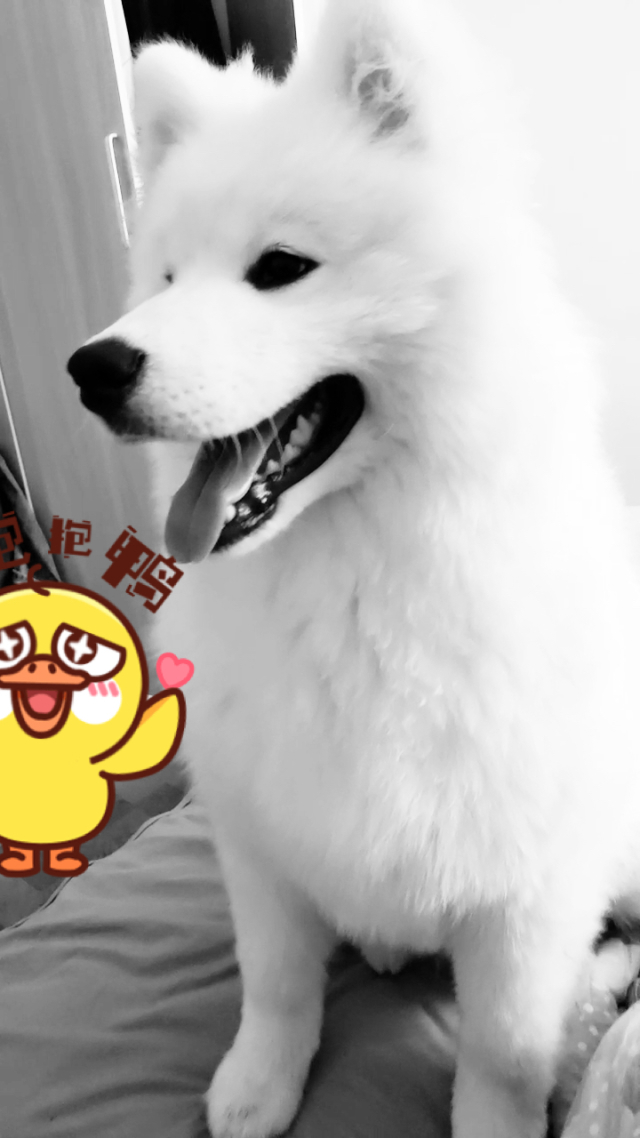 攻略手机萨摩耶游戏怎么玩_萨摩耶安卓下载_萨摩耶手机攻略游戏