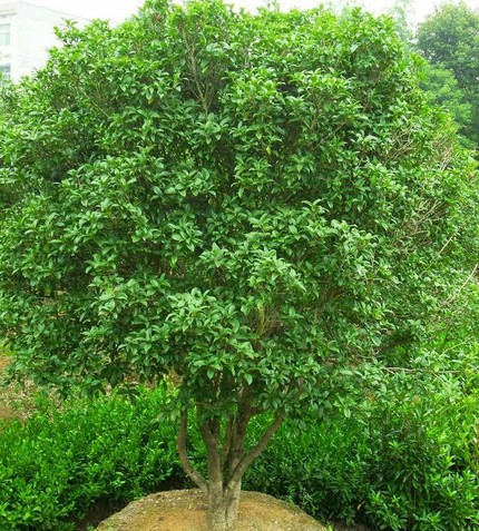 月桂树与桂花树的区别_月桂树_月桂树的寓意和象征