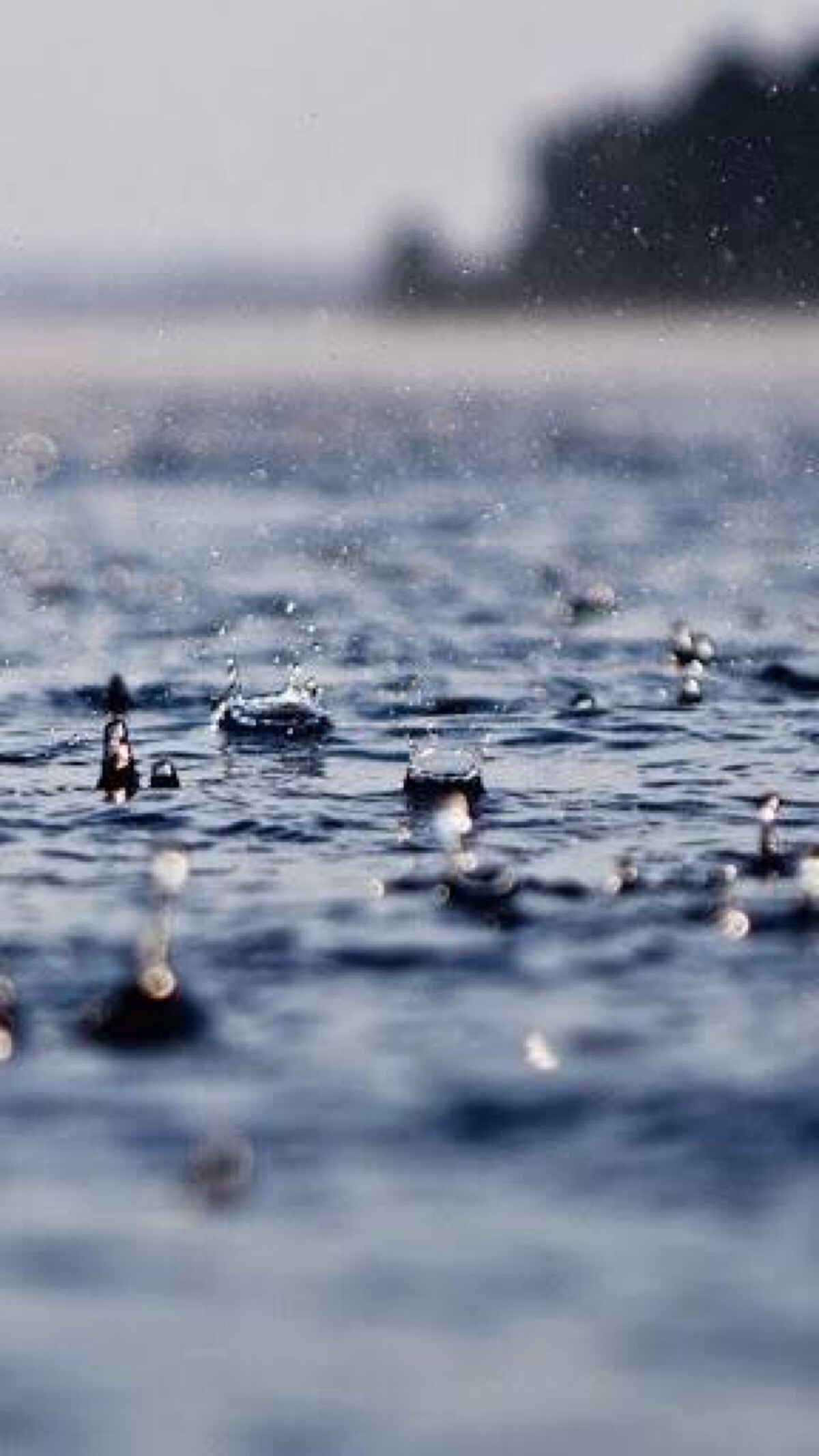 忆雨老师是谁_忆雨_忆雨为什么恨人类