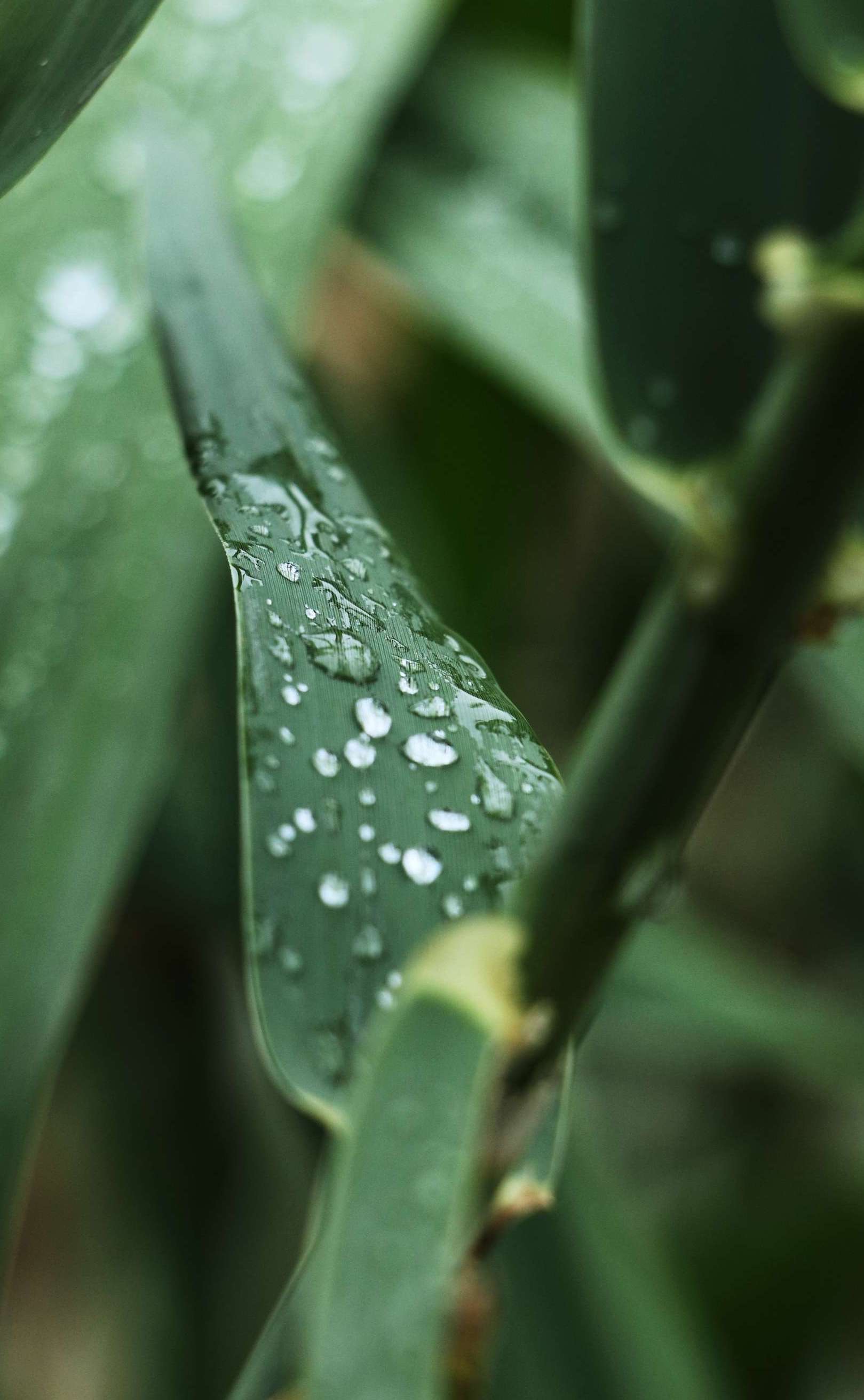 忆雨老师是谁_忆雨_忆雨为什么恨人类