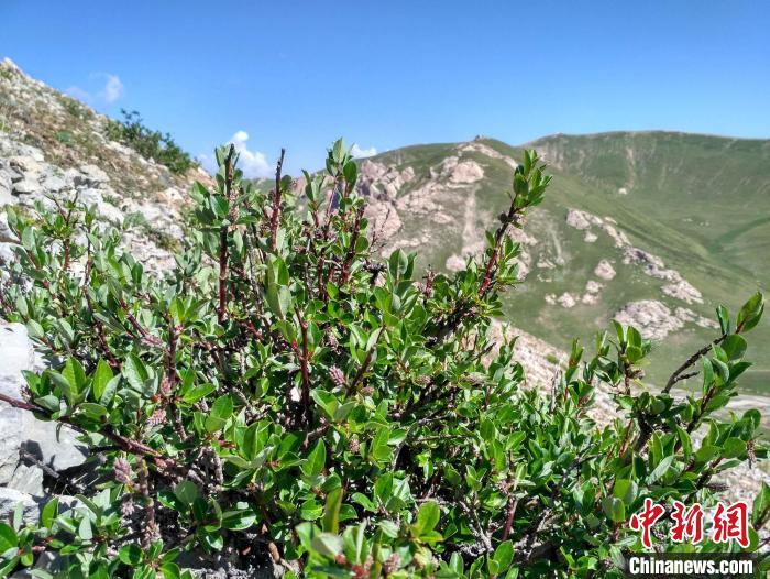 高山柳的生活环境_高山柳图片_高山柳