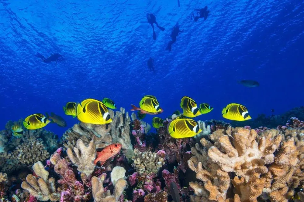 深海寻宝全集_深海寻宝游戏下载手机版_深海寻宝游戏怎么玩