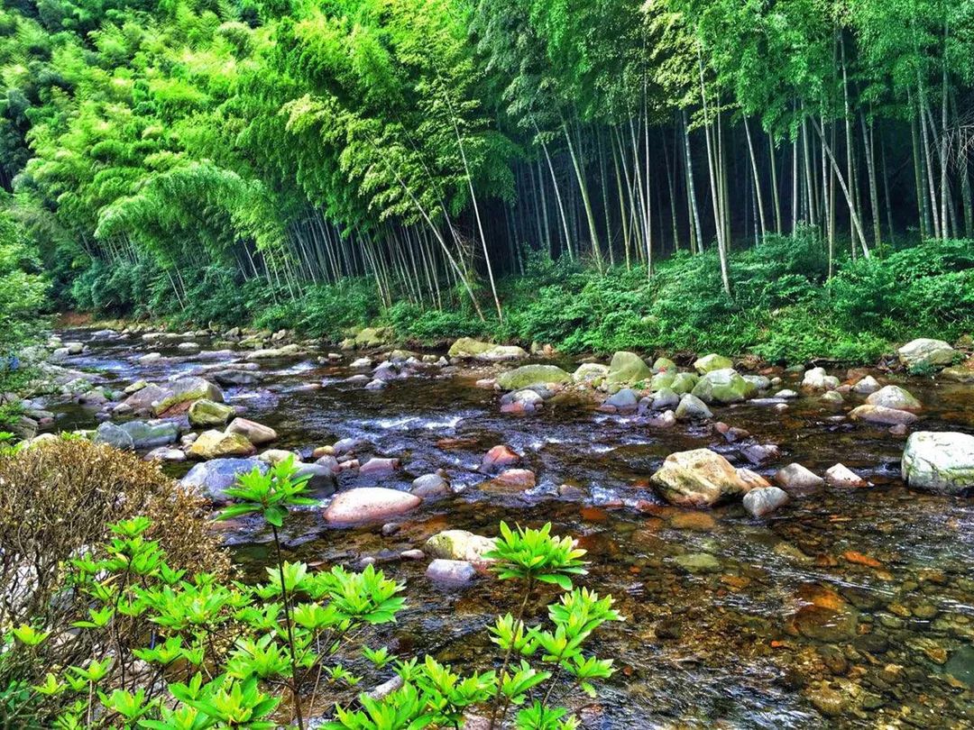灵梦泡水_灵梦为什么泡在水里_泡灵芝水有什么功效