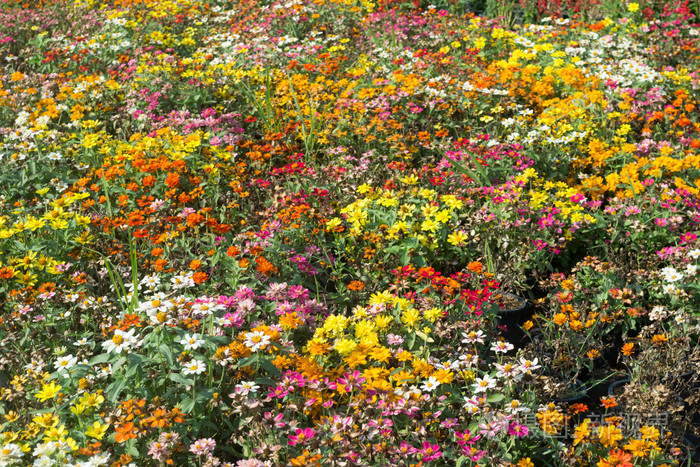 苹果手机游戏充值怎么申请退款_苹果手机flower游戏_苹果手机游戏画质助手