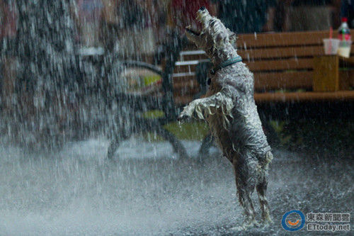 5月29日-惊心动魄！校长亲历大雨救狗奇迹