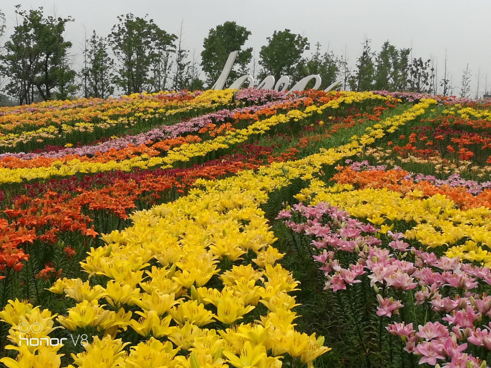 女苑花海：迷失在五彩斑斓的仙境