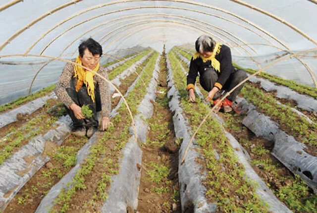 日本手机小游戏拔萝卜-种植游戏新玩法，萝卜大丰收