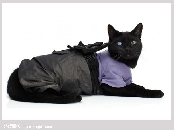性感猫猫头像_性感小猫咪_性感小猫咪简笔画