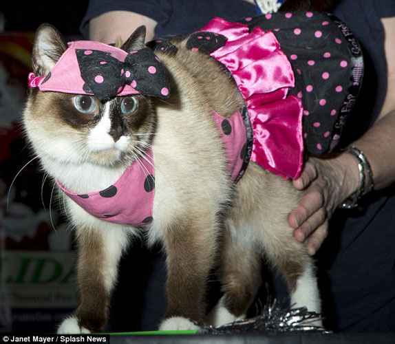 性感猫猫头像_性感小猫咪_性感小猫咪简笔画