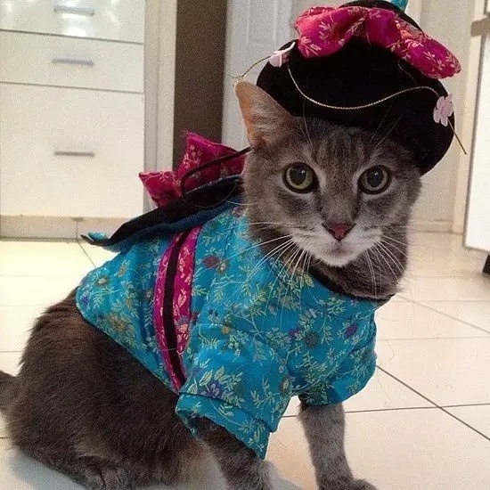 性感猫猫头像_性感小猫咪简笔画_性感小猫咪