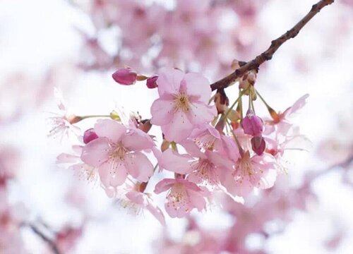 樱衣乃-樱花树下的爱情秘密：见证求婚现场