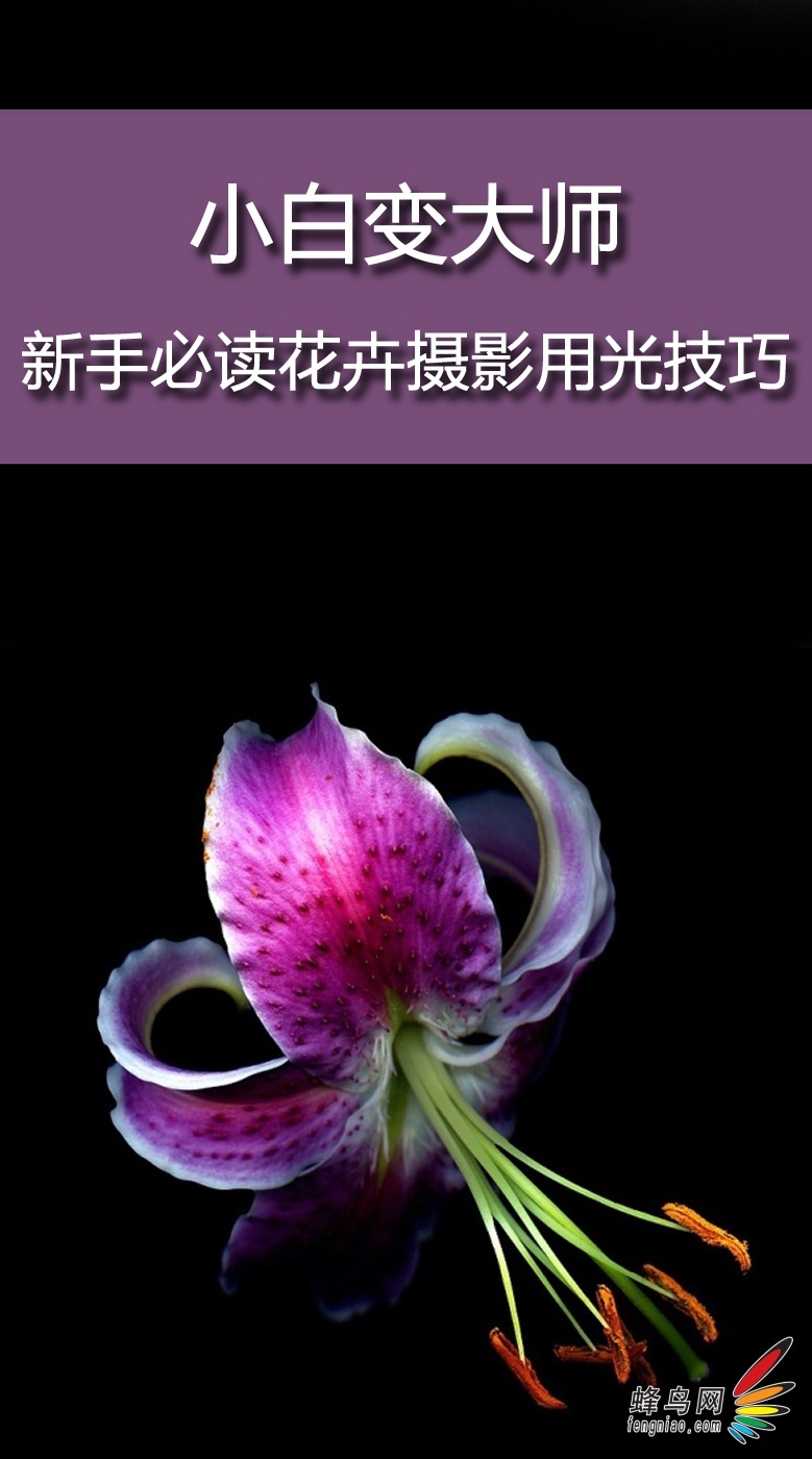 如何拍自己的菊花照-花朵摄影秘籍，教你如何拍出惊艳之作