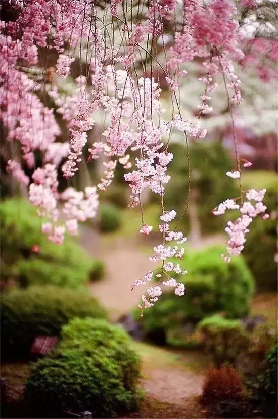 菊花怎么拍照好看_菊花怎样拍出意境的照片_如何拍自己的菊花照