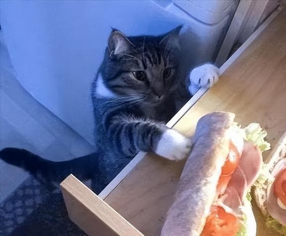 猫的视角的游戏_视角猫咪手机游戏推荐_手机猫咪视角游戏
