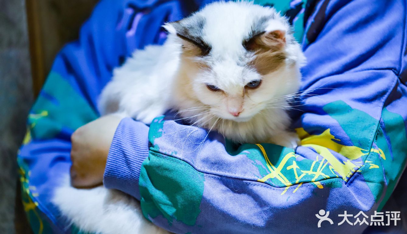 猫的视角的游戏_视角猫咪手机游戏推荐_手机猫咪视角游戏