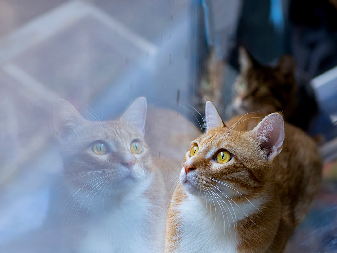 猫的视角的游戏_手机猫咪视角游戏_视角猫咪手机游戏推荐