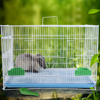 小小兔-养护宠物兔子：环境、饮食、护理全指南