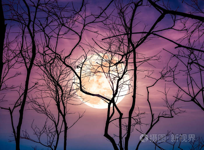 光树_树组词_树獭