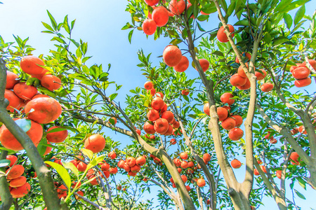 种出你的专属水果园，手机版水果游戏带你体验真实农场乐趣