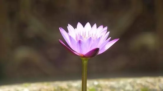 祈雨仪式：古老神秘、心灵抚慰、大自然回馈