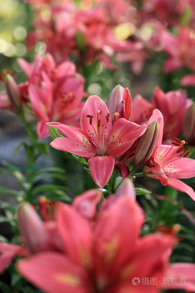 种植花园百合铃，轻松享受绚丽多彩的乐趣