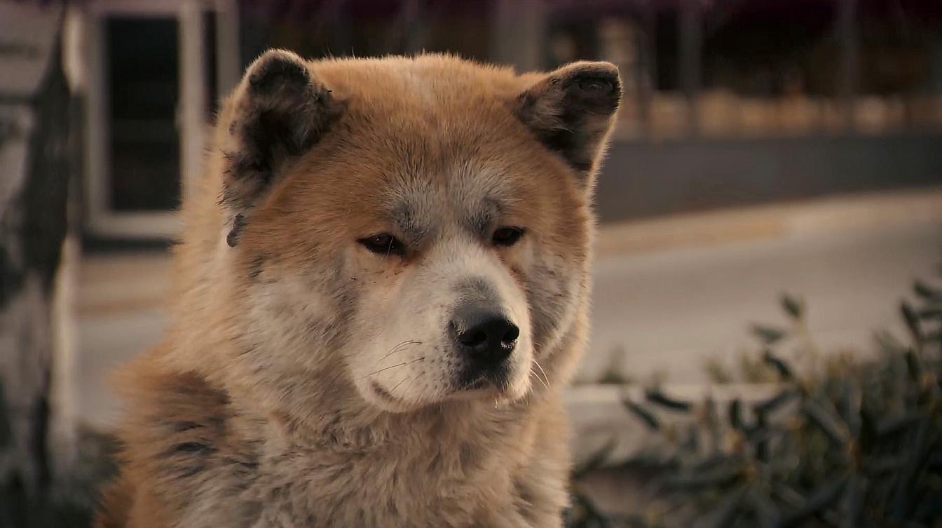 忠犬八公在线观看完整_忠犬八公免费播放在线观看_观看在线播放免费忠犬八公电影