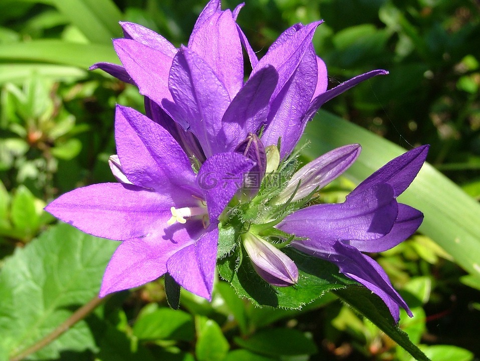 绿川花：盛放阳光下的紫色美丽