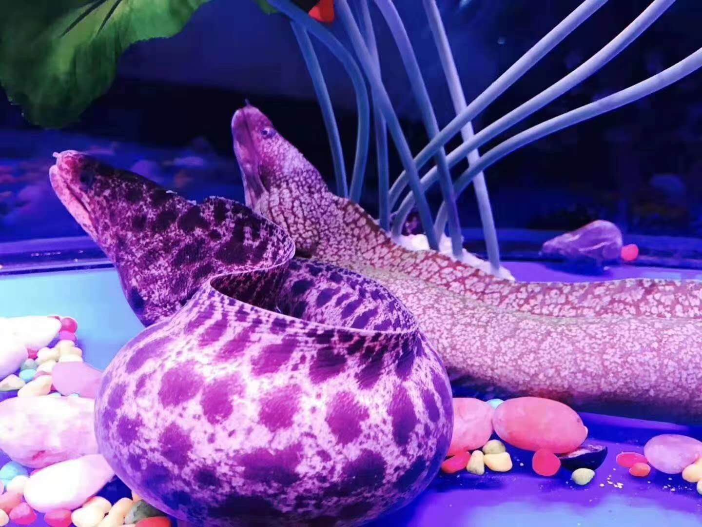 手机海洋进化游戏-海底进化之旅，不只是吃吃吃！打造独一无二的