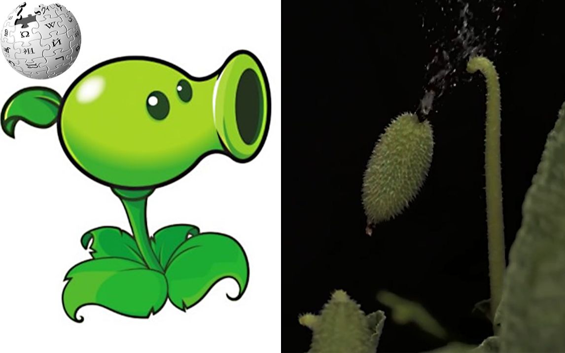 手机版植物保卫战游戏-保卫花园！向日葵VS豌豆射手，谁才是最