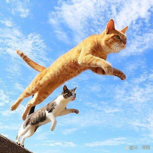 猫物语-探秘神秘猫咪世界：优雅灵性的宠物生活