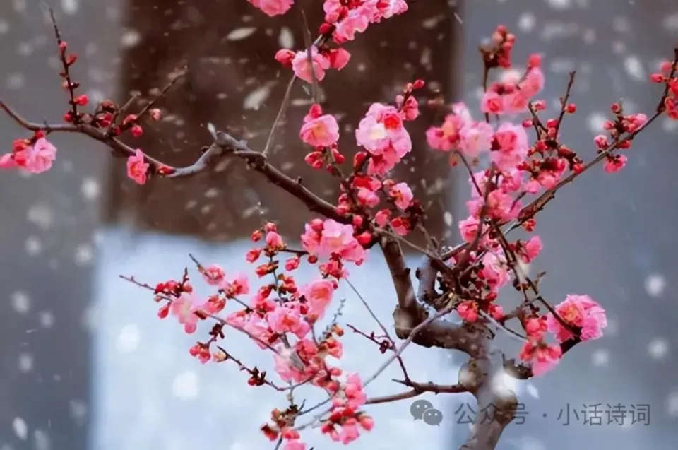 清明花是什么花_清明花_清明花的作用与功效